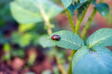 leptinotarsa decemlineata