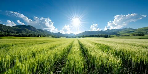Fototapeta premium Green Field Under Bright Sun and Blue Sky