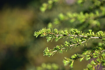 Close-up of young branches of Cedrus atlantica (Endl.) Manetti ex Carriere. on a green background. The spring foliage of an evergreen the Atlas cedar in the park