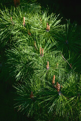 Close-up of Pinus pinaster Aiton branches, also known as maritime pine. Close-up of the green pine needles of the evergreen tree Cluster pine in sunlight