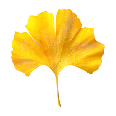 Naklejka premium Vibrant Yellow Ginkgo Biloba Leaf Autumn Foliage Photography