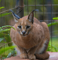 Caracal or African golden cat with it's protruding ears is also called as desert lynx