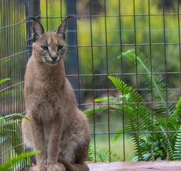 Caracal or African golden cat with it's protruding ears is also called as desert lynx