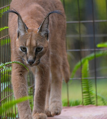 Caracal or African golden cat with it's protruding ears is also called as desert lynx