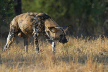 African wild dog (Lycaon pictus), in natural habitat