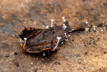 Hongos que crecen en restos orgánicos del interior de una cueva