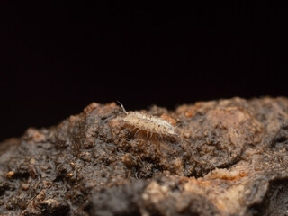 Isópodo adaptado a la vida subterránea en cueva