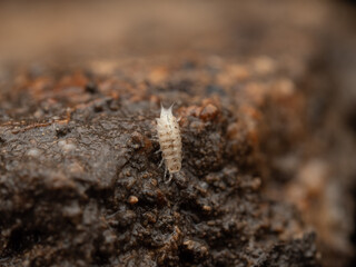 Isópodo adaptado a la vida subterránea en cueva