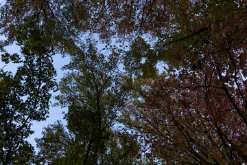 Beautiful tree view in the park.