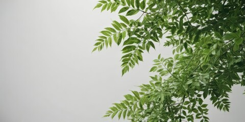 Lush green leaves, sharp focus, pure white background,  white,  plant,  healthy