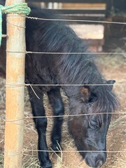 Black pony
