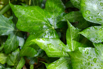 green leaves and raindrops