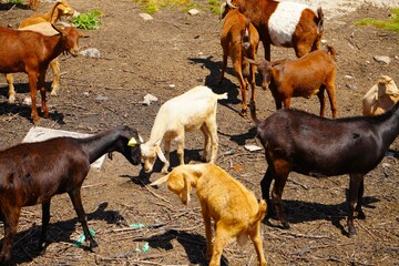 Pequeño rebaño de cabras de una granja.