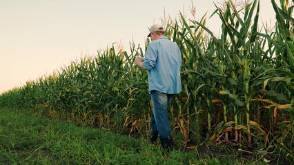 Farmer walks along field of corn checking harvest. Businessman with tablet walks past field inspecting corn crop. Agriculturist touches corn leaves, cobs checking corn growing process. Worker in field