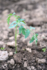 tomato seedling