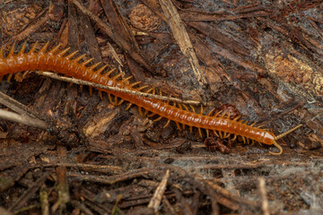 insectos y otros artrópodos de Castellón, España