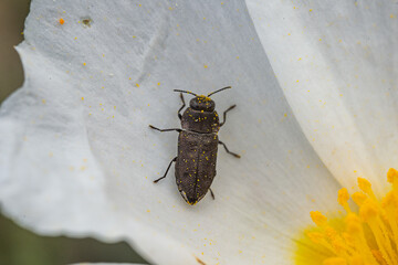 Insectos polinizadores en bosques de Castellón, España