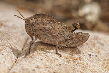 insectos y otros artrópodos de Castellón, España