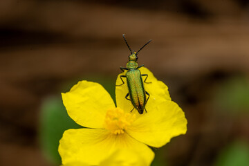 Insectos polinizadores en bosques de Castellón, España