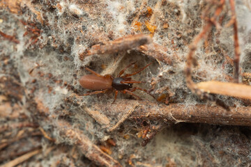 insectos y otros artrópodos de Castellón, España