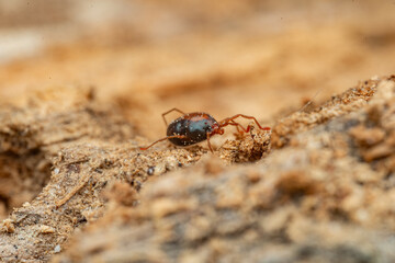 insectos y otros artrópodos de Castellón, España
