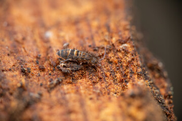 insectos y otros artrópodos de Castellón, España