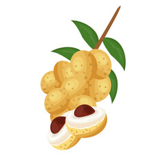vector illustration of longan fruit.isolated background

