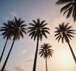 Tall palm tree silhouettes against a bright sky,  clipart,  summer,  trees