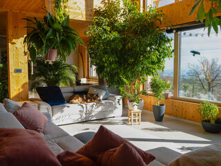 Dog naps peacefully on a white couch in bright living room full of lush green plants. Sunlight streams through large windows, illuminating warm, cozy and modernly designed home at the countryside. © helivideo