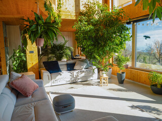 Sunlight floods a modern wooden living room filled with lush indoor plants. Large Ficus tree, peace lily, and areca palm surround white comfy sofas and create a calming, bright and green living space.