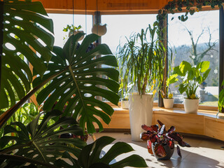 CLOSE UP: Giant monstera deliciosa leaves with a sunny bench nook lined with lush potted plants. Morning sunlight creates shadows and warmth in this relaxing living room, brimming with tropical vibes. © helivideo