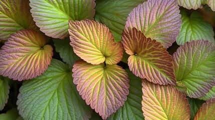 Fototapeta premium Vibrant Autumn Strawberry Leaves Closeup Texture
