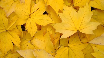 Golden Autumn Maple Leaves Background Texture