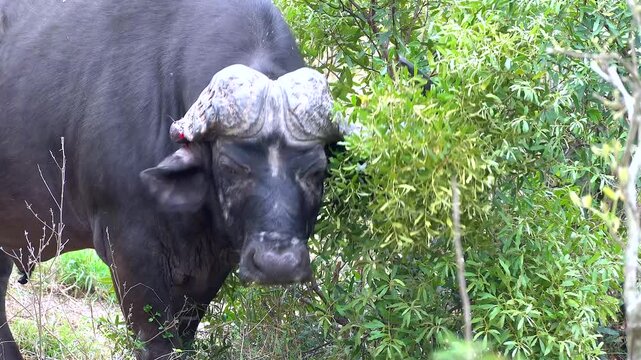 Australian, Murrah, and Nili-Ravi buffalo breeds shown in strong, distinctive profile