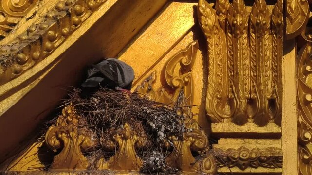 Pigeons nest on a buildings.