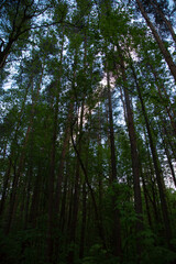 Beautiful tall pines under spring blue sky in sun light in sunny day. Wood landscape. Natural colors
