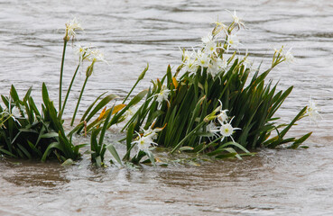 Endangered Rocky Shoals Spider Lilies Bloom in South Carolina's Catawba River.