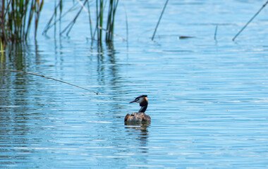 Fauna ornitológica en ecosistema de marjal