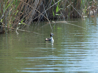 Fauna ornitológica en ecosistema de marjal