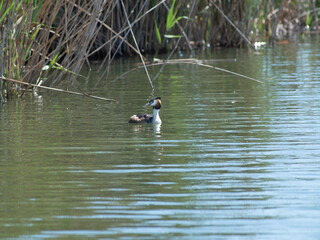 Fauna ornitológica en ecosistema de marjal