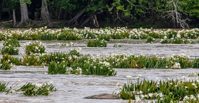 Endangered Rocky Shoals Spider Lilies Bloom in South Carolina's Catawba River.