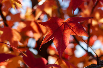 Close-up of colorful liquidambar styraciflua leaves in autumn