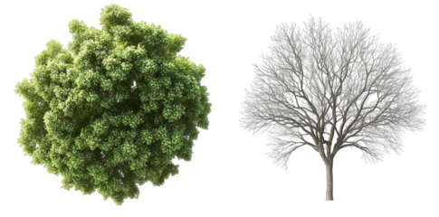 A Lush Green Tree With Full Leaves Next To A Bare-branched Tree Symbolizing The Cycle Of Life And Nature