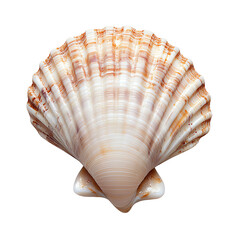 Obraz premium natural seashell textures for design scallop seashell top view, natural marine shell isolated, beach ocean shell detail