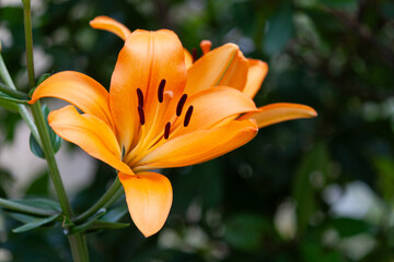 Obraz premium Orange lily flower