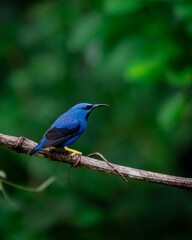 Bird Costa Rica Mielero Amarilo