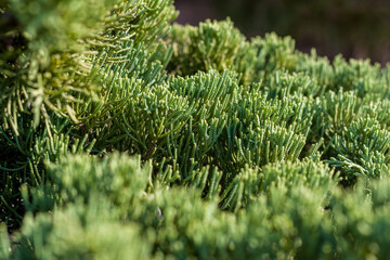 Green foliage closeup of Chamaecyparis obtusa, Nana Gracilis