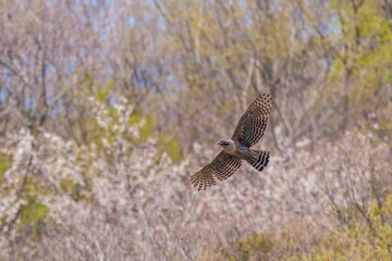 満開の山桜をバックに悠然と飛ぶクマタカ 成鳥