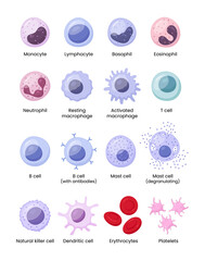 Vector illustration depicting human immune cells, including macrophages and mast cells, showcasing the biology of the immune system and monocyte types in immunology.