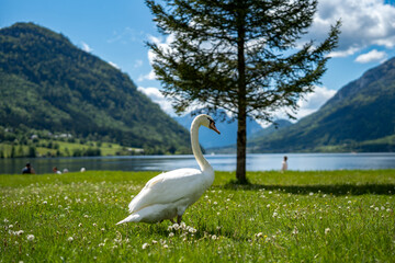 Der Schwan am Ufer